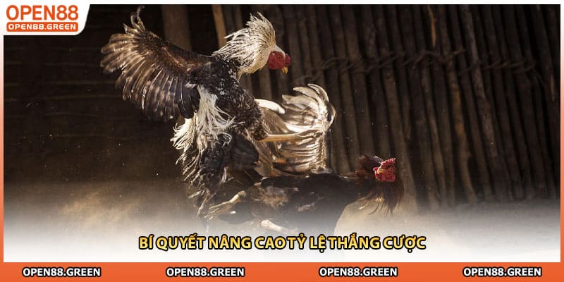 Bí quyết nâng cao tỷ lệ thắng cược