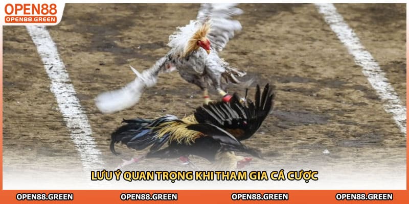 Lưu ý quan trọng khi tham gia cá cược